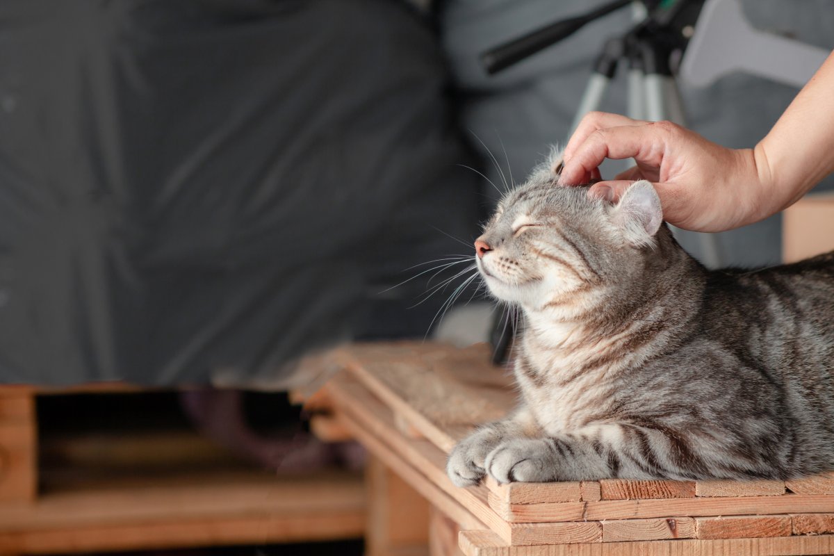 stock-image-cat-being-massaged.jpg?w=1200&f=9b2f1870ff538fc78c74825f609c86d6