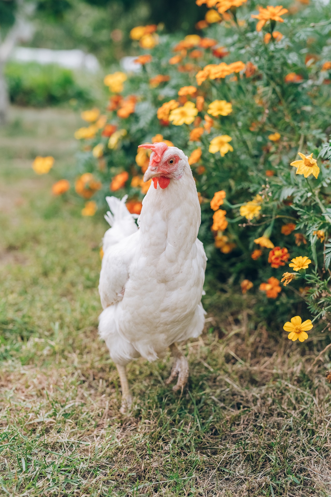 International Joke Day Jokes - Why did the chicken cross the road